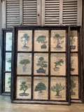 Quadri Botaniche- Soggetto bonsai