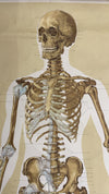 Tavola Anatomica