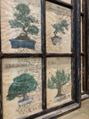 Quadri Botaniche- Soggetto bonsai
